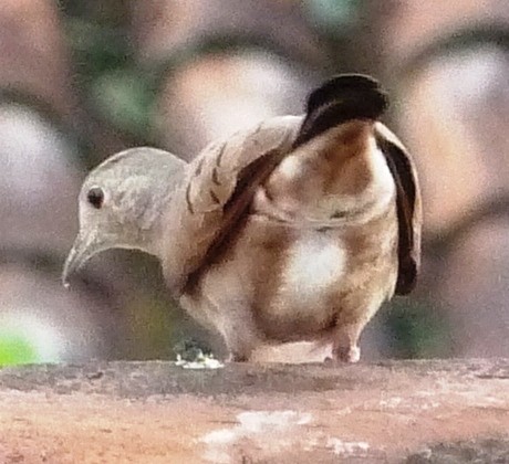 Ruddy Ground Dove - ML184507881