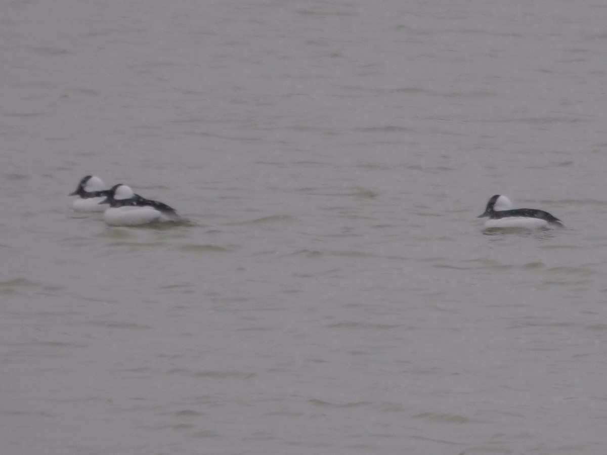 Bufflehead - ML184508261