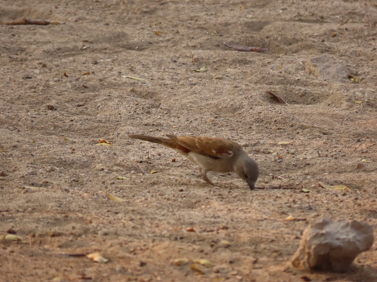 Southern Gray-headed Sparrow - ML184508681