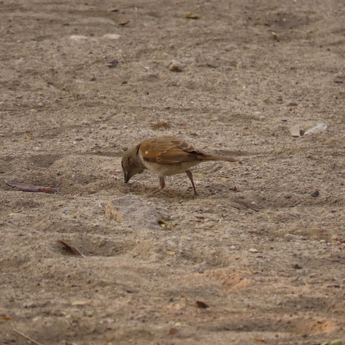 Southern Gray-headed Sparrow - ML184508761