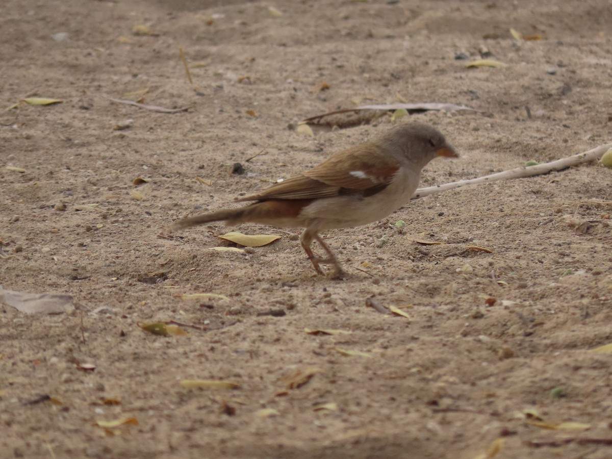 Southern Gray-headed Sparrow - ML184508801