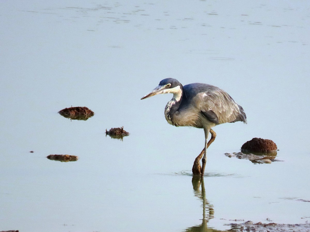 Black-headed Heron - ML184510271