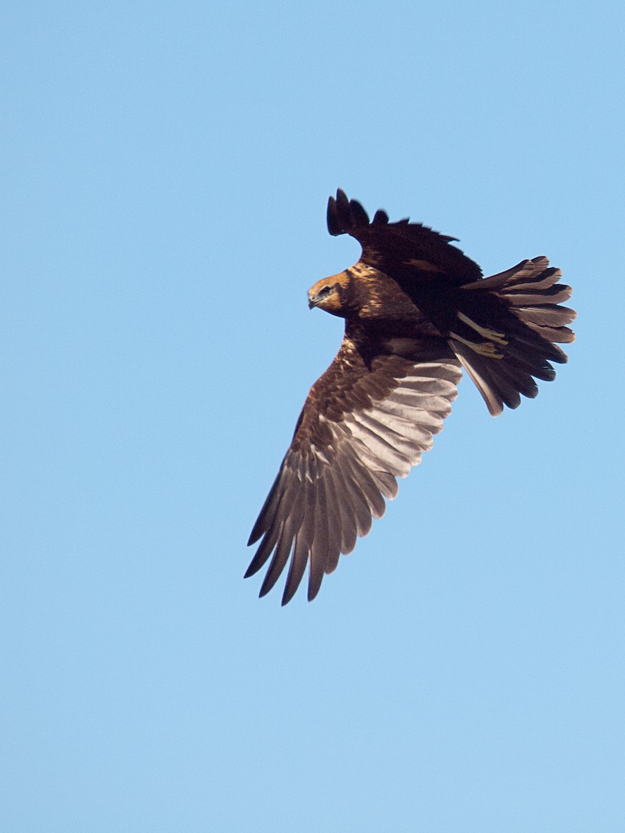 Western Marsh Harrier - David Pardos