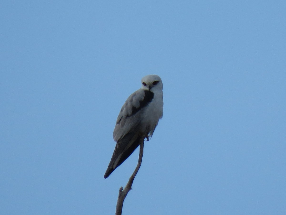 Black-shouldered Kite - ML184510531