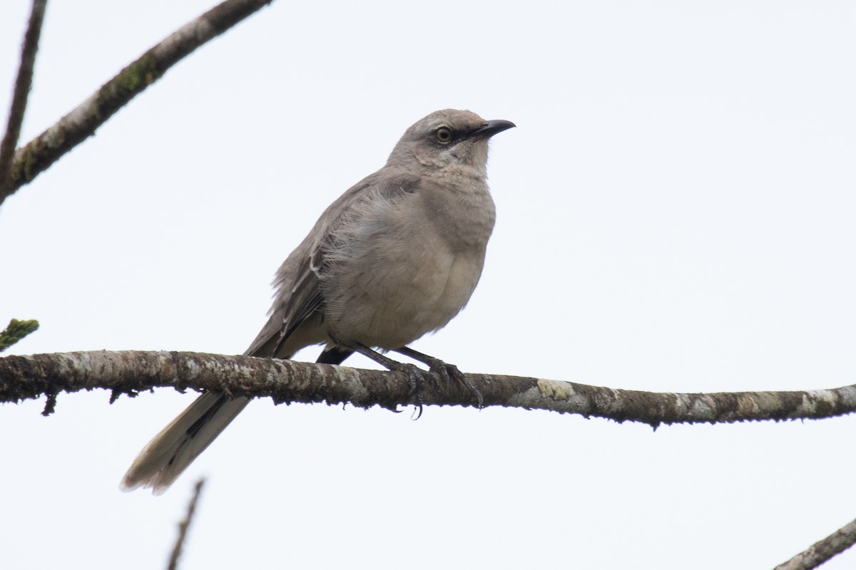 Tropical Mockingbird - ML184511801