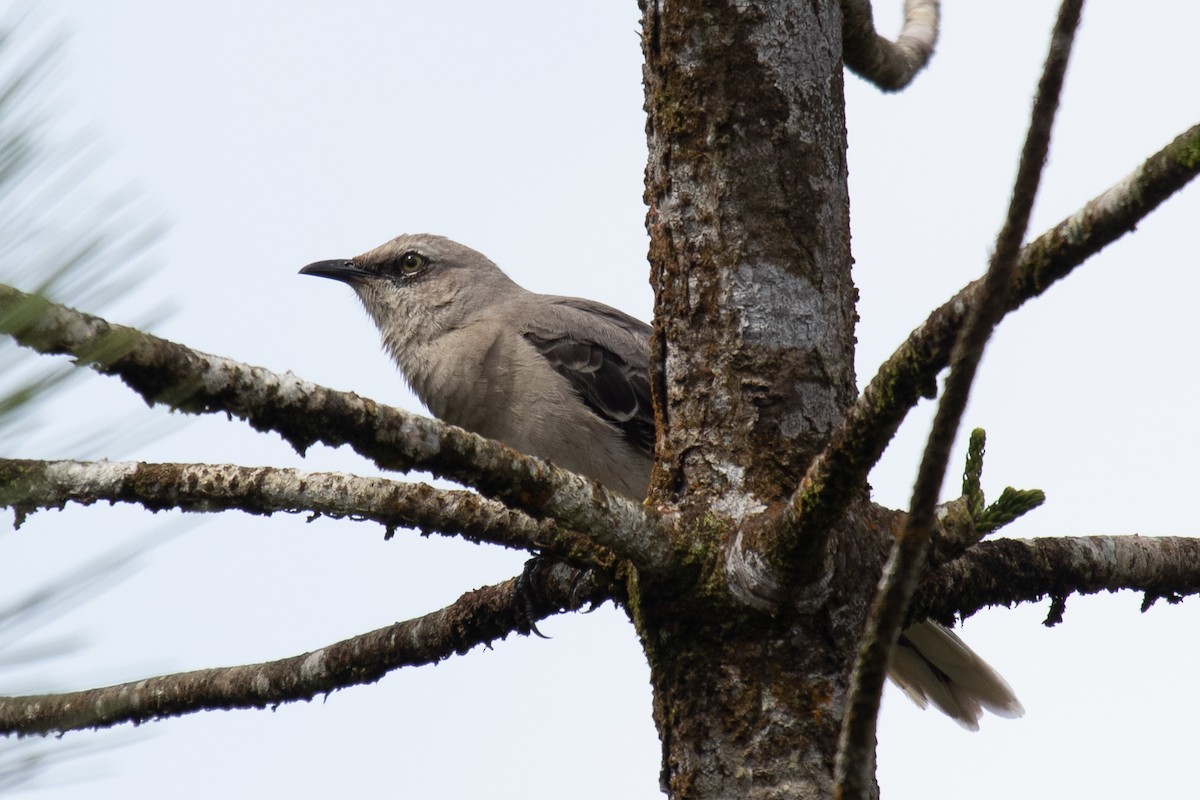 Tropical Mockingbird - ML184511821