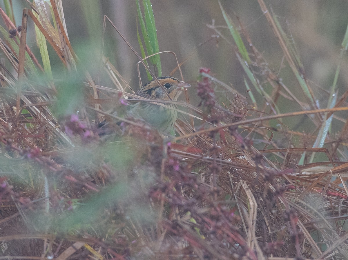 LeConte's Sparrow - Cody Massery