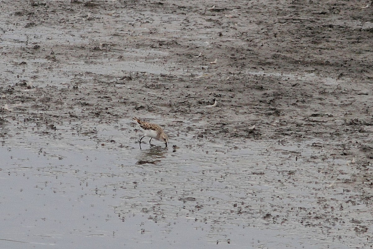 Little Stint - ML184512701