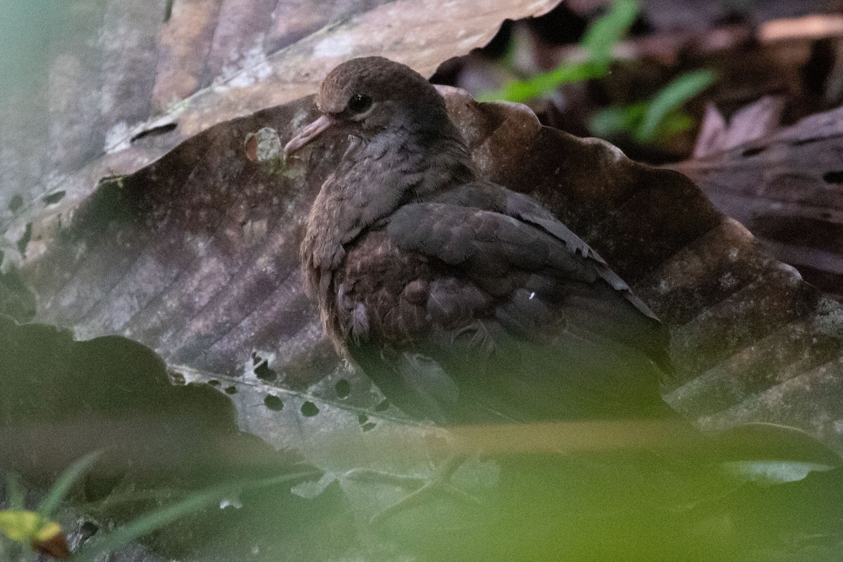 Paloma perdiz sp. - ML184513451