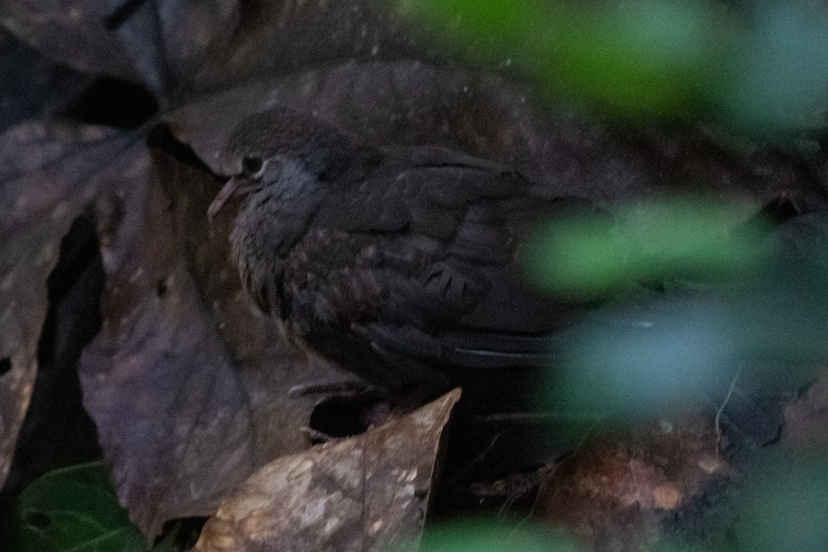 Paloma perdiz sp. - ML184513521