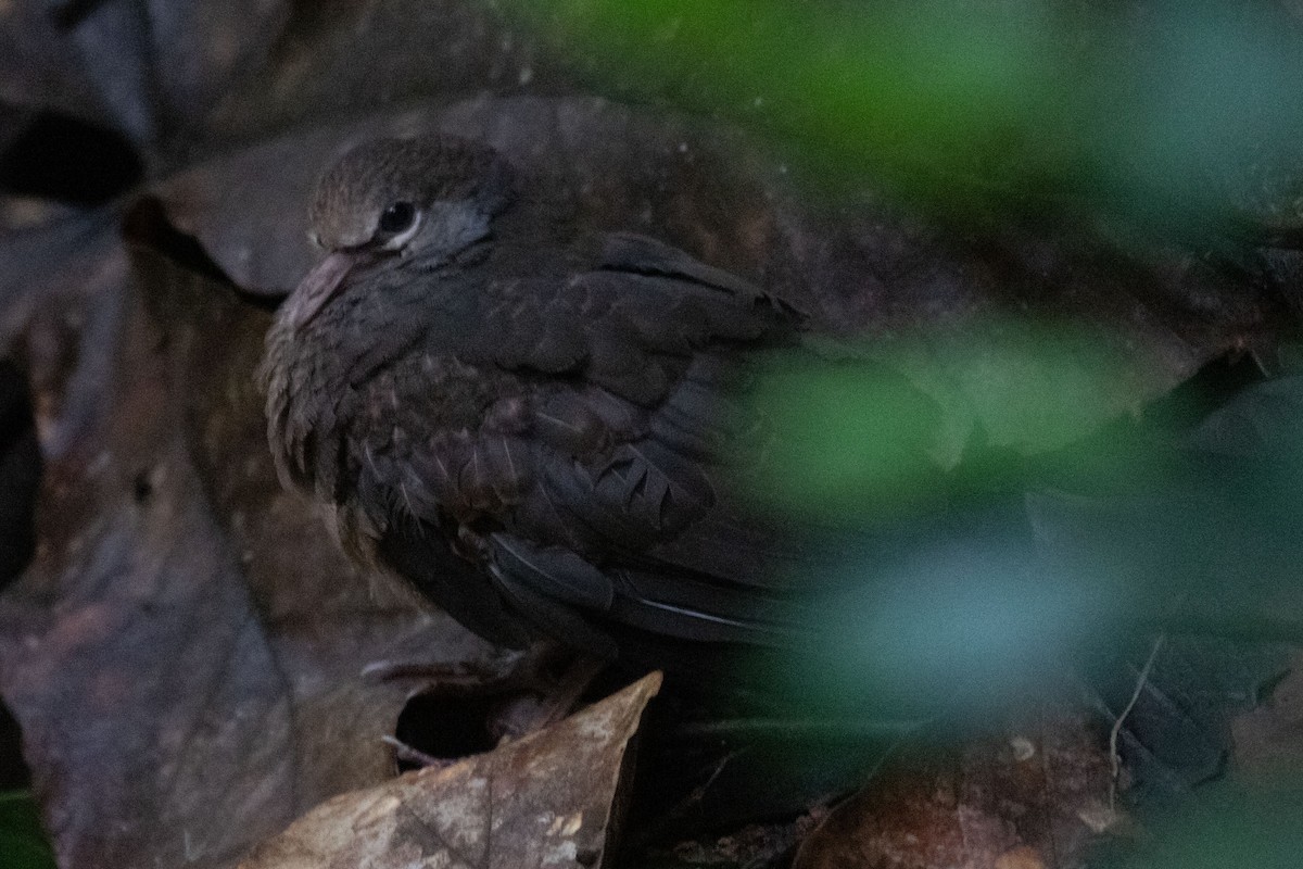 tanımsız Geotrygon/Leptotrygon/Zentrygon sp. - ML184513531