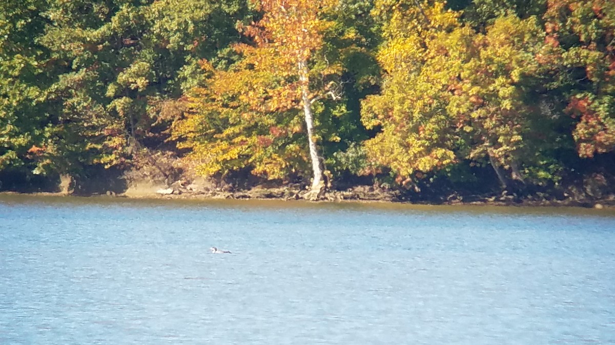 Common Loon - ML184513751