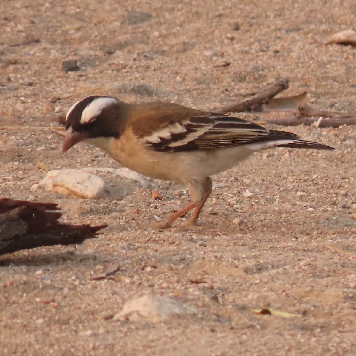 White-browed Sparrow-Weaver - ML184516211