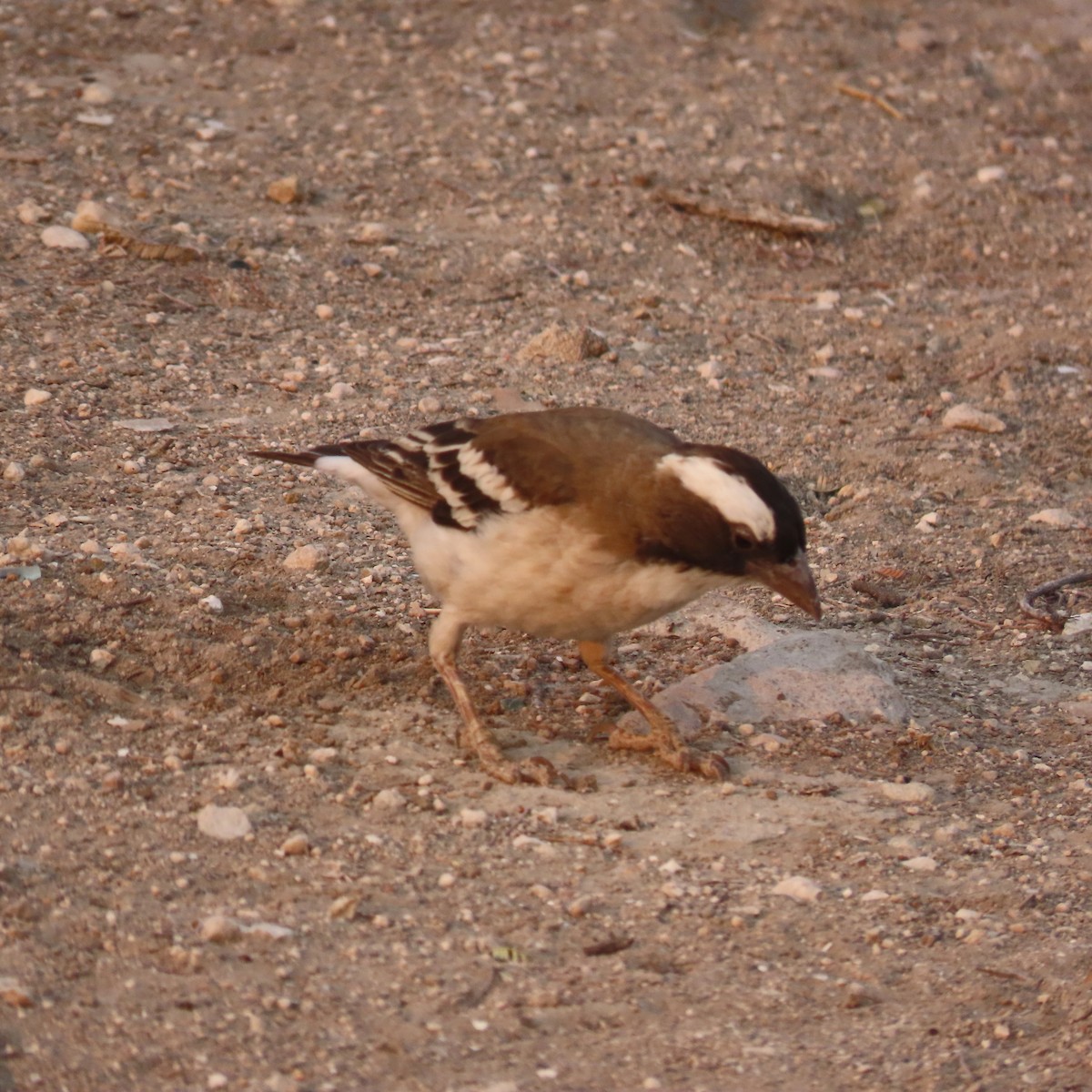 White-browed Sparrow-Weaver - ML184516251