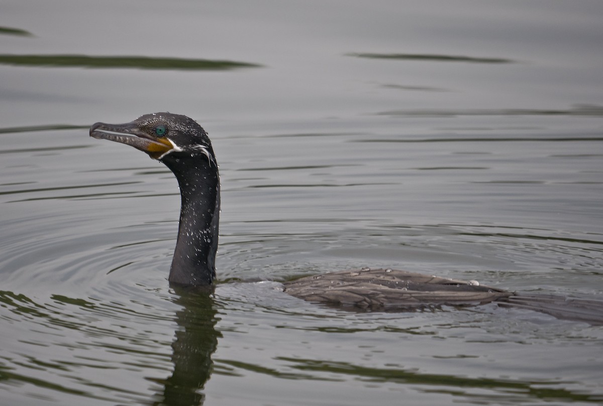 Neotropic Cormorant - ML184516431