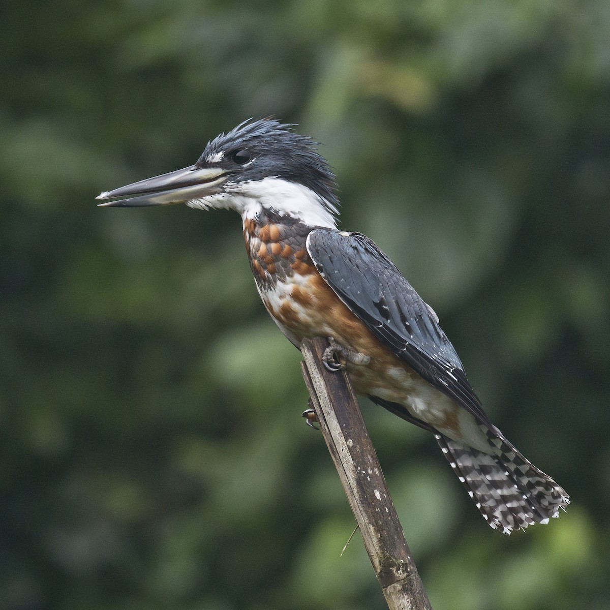 Ringed Kingfisher - ML184516671