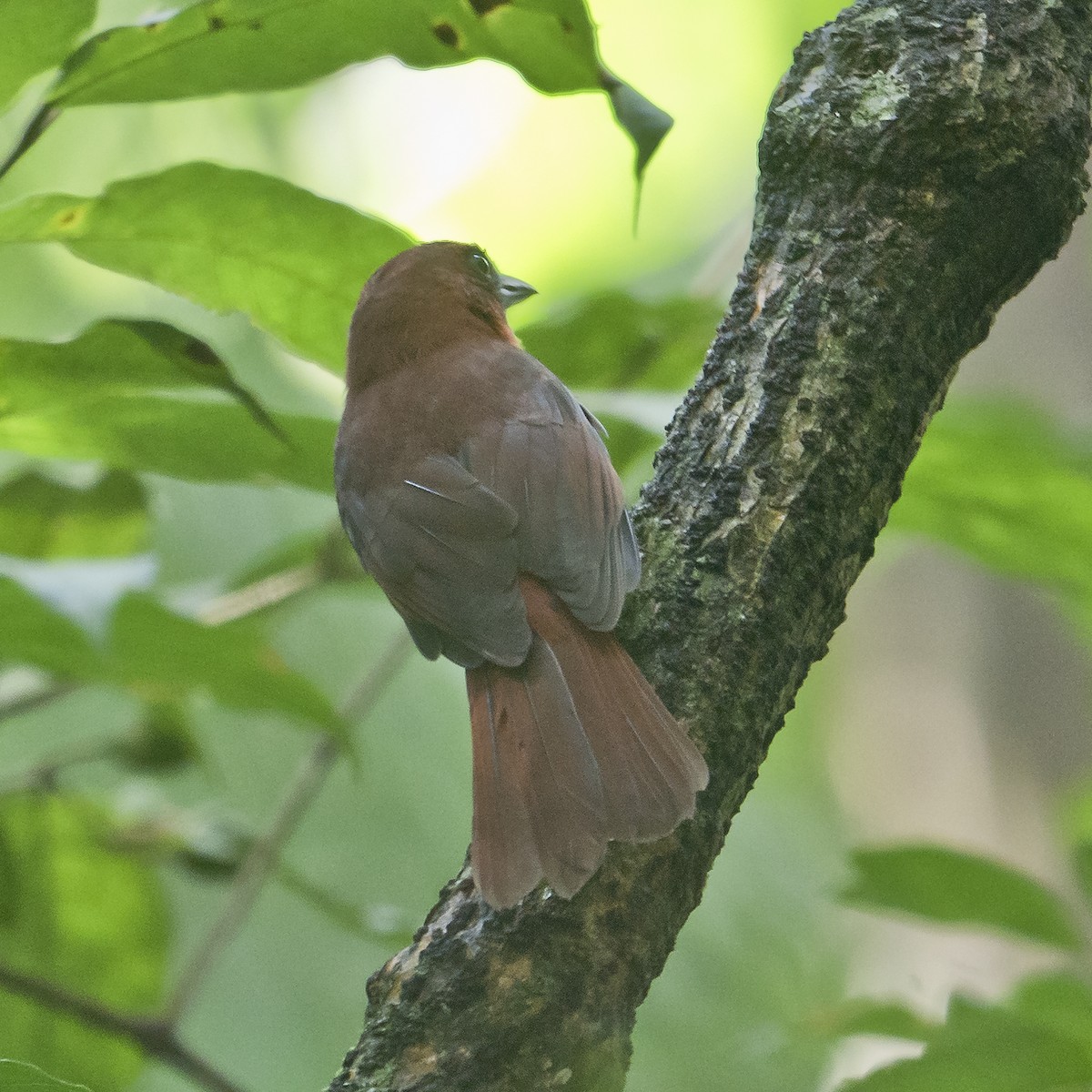 Red-throated Ant-Tanager - ML184516941