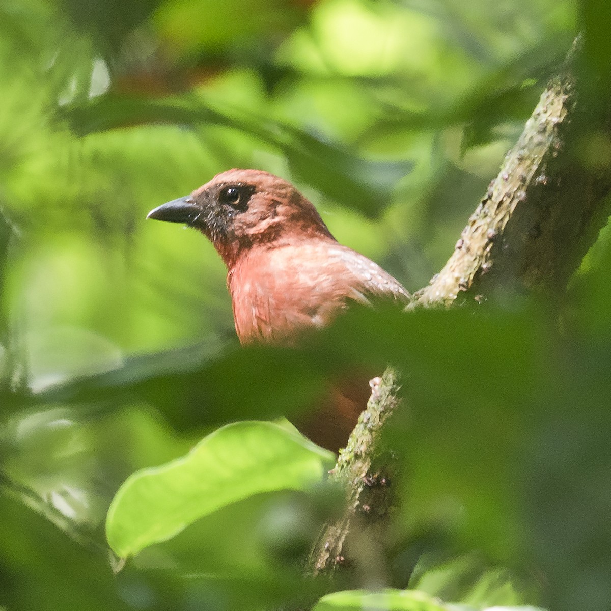 Red-throated Ant-Tanager - ML184516951