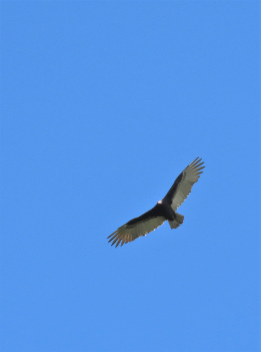 Turkey Vulture - ML184517211