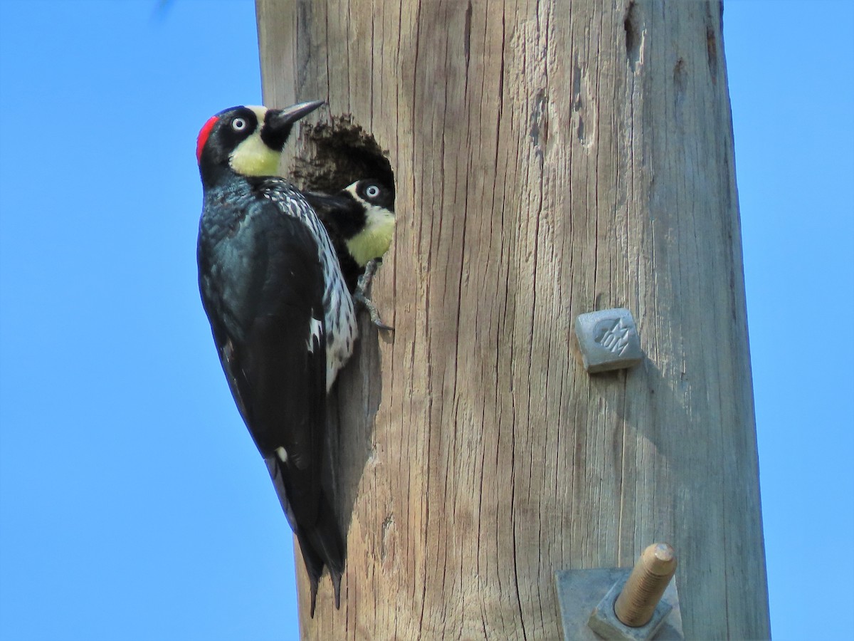 Acorn Woodpecker - ML184517361