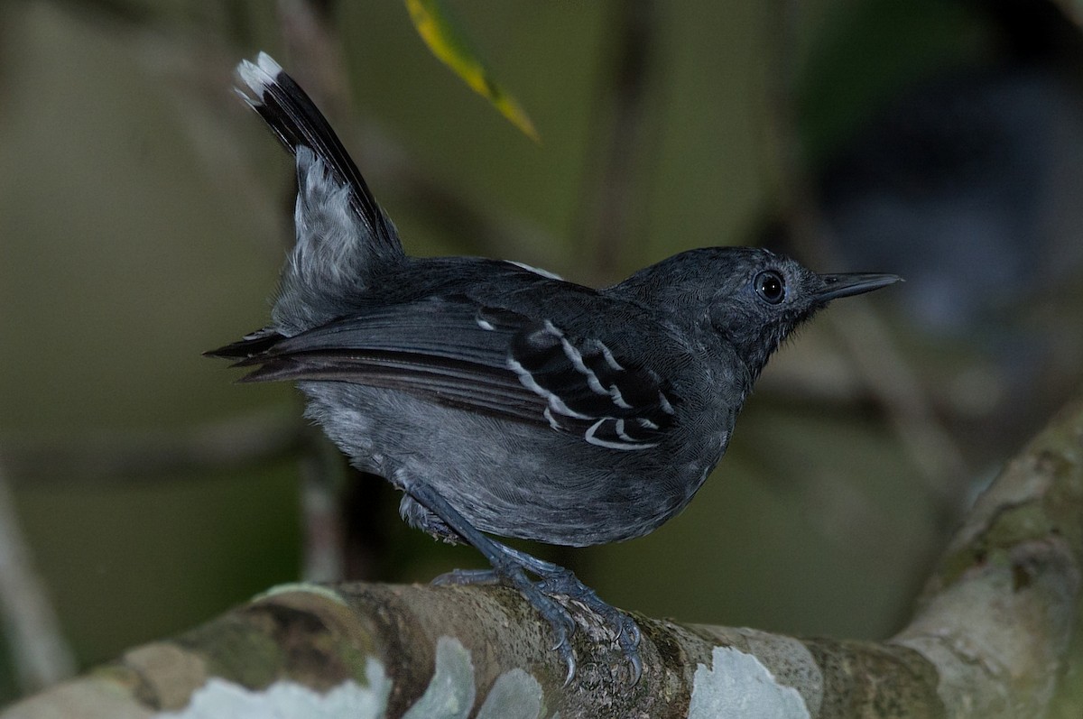 Band-tailed Antbird - ML184518981