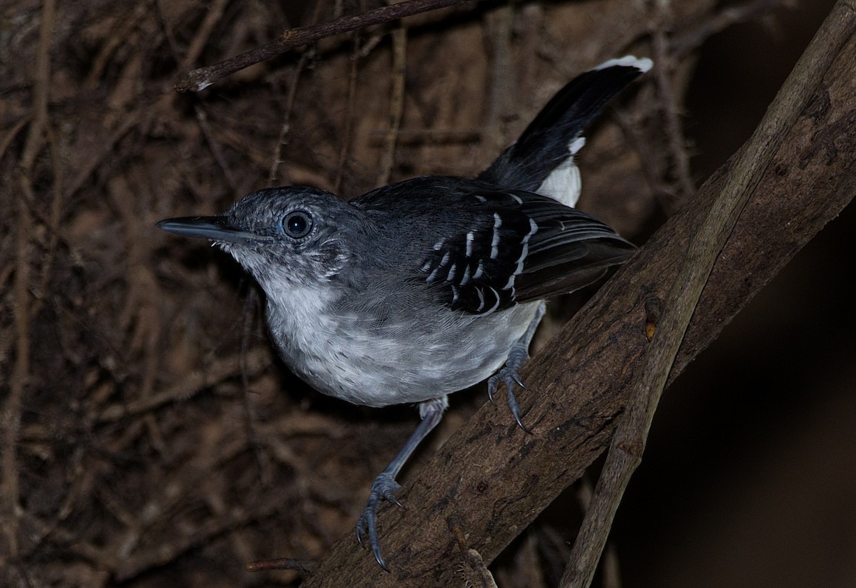 Band-tailed Antbird - ML184519011