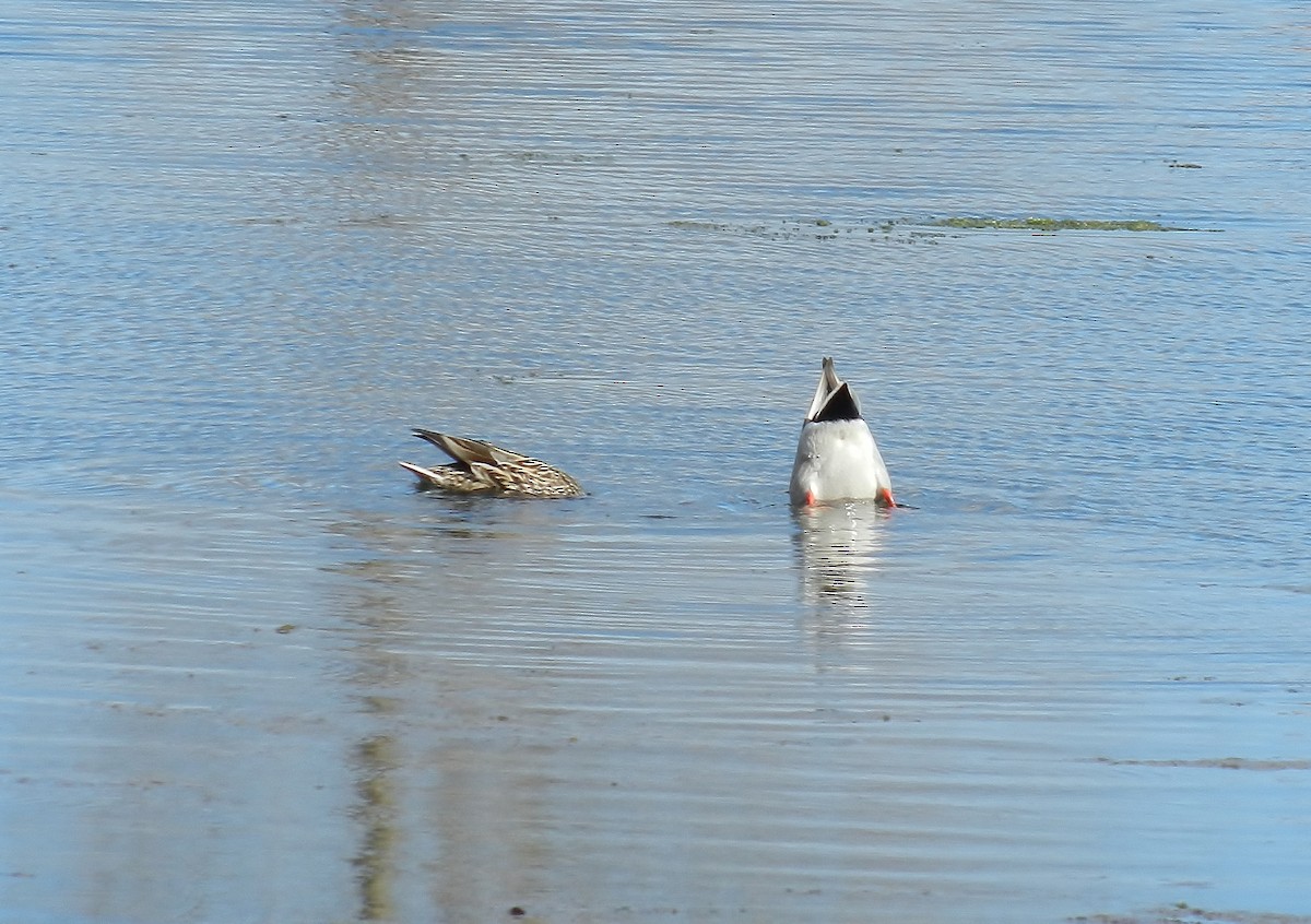 Mallard - ML184519041