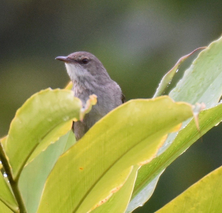 madagaskarsanger (typica gr.) - ML184519681