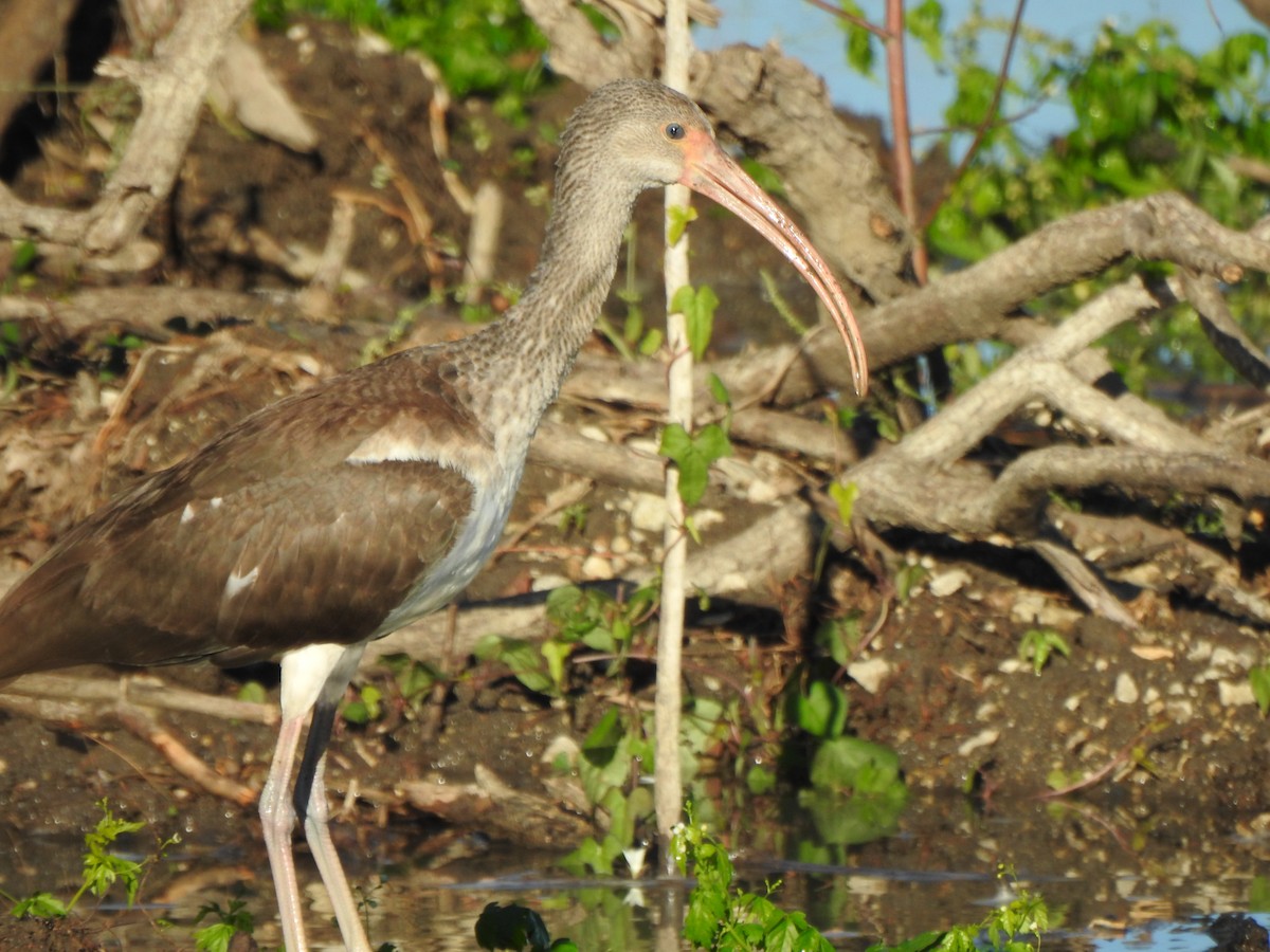 Ibis blanc - ML184519711