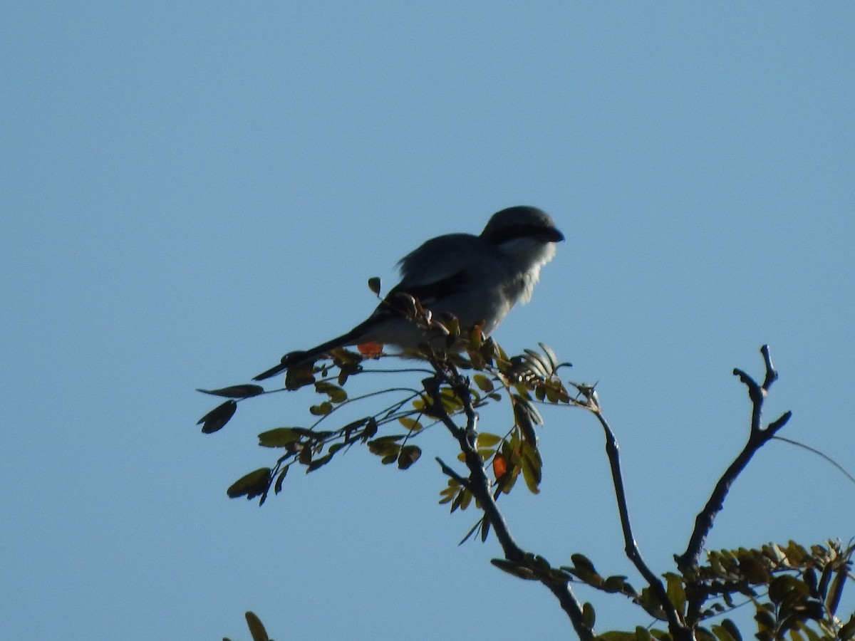 Pie-grièche migratrice - ML184520131