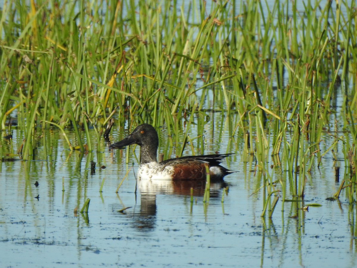 Northern Shoveler - ML184520371