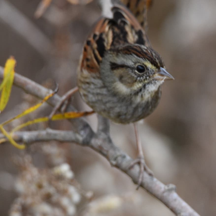 Swamp Sparrow - ML184521011