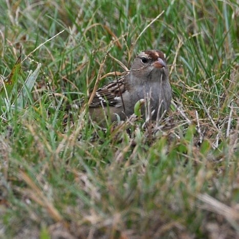 White-crowned Sparrow - ML184521021