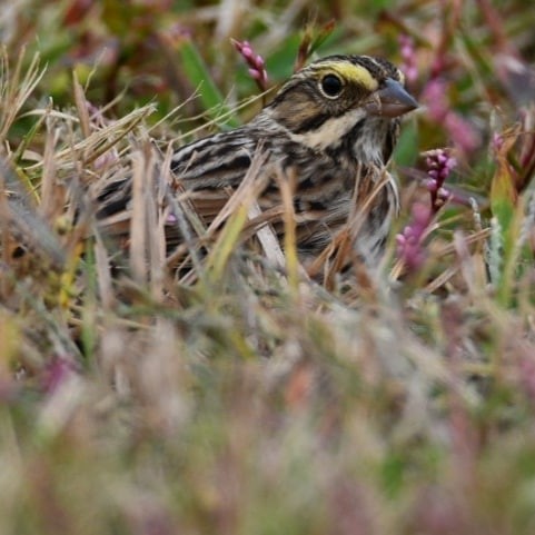 Savannah Sparrow - ML184521031