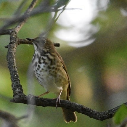 Hermit Thrush - ML184521201