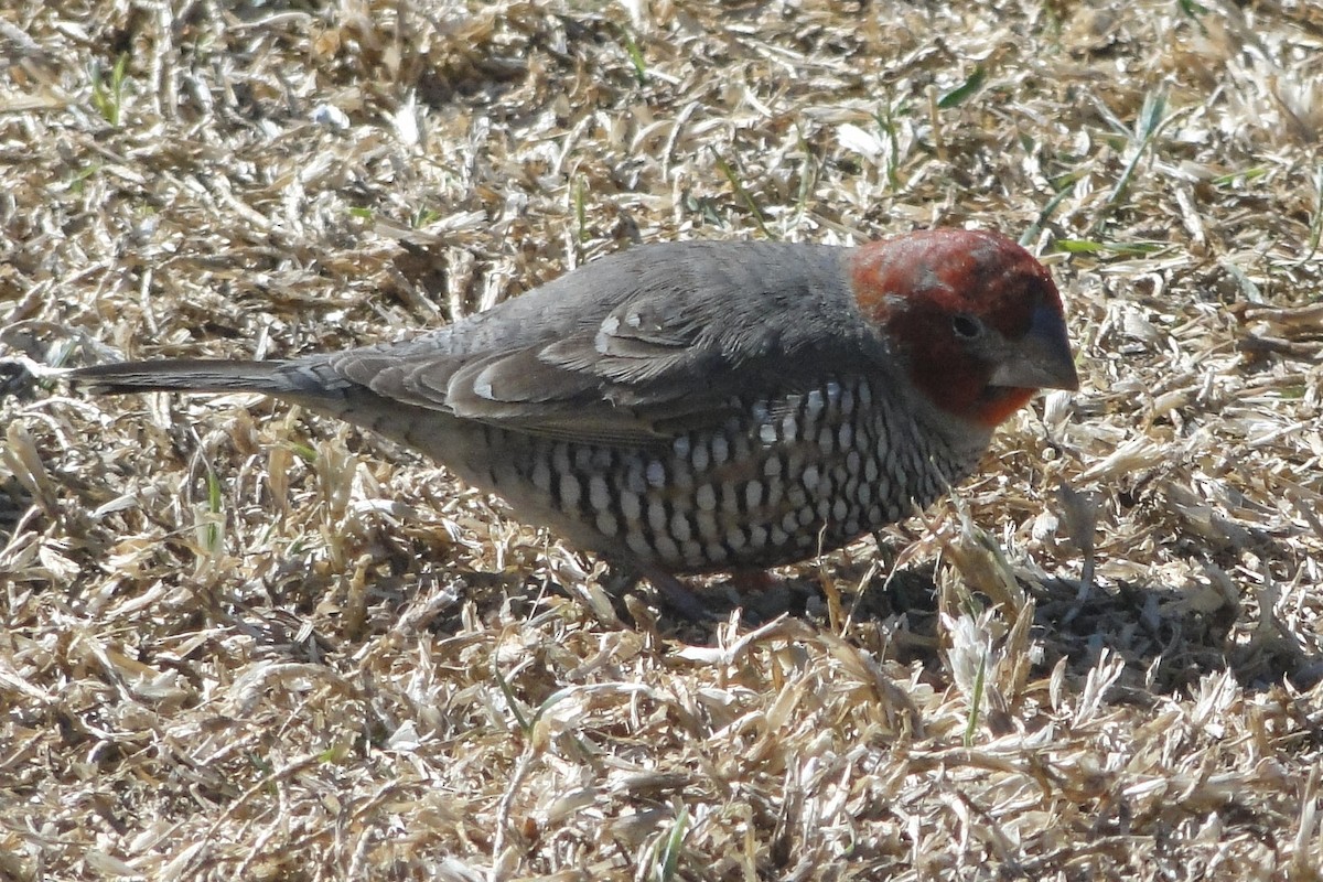 Amadine à tête rouge - ML184521211