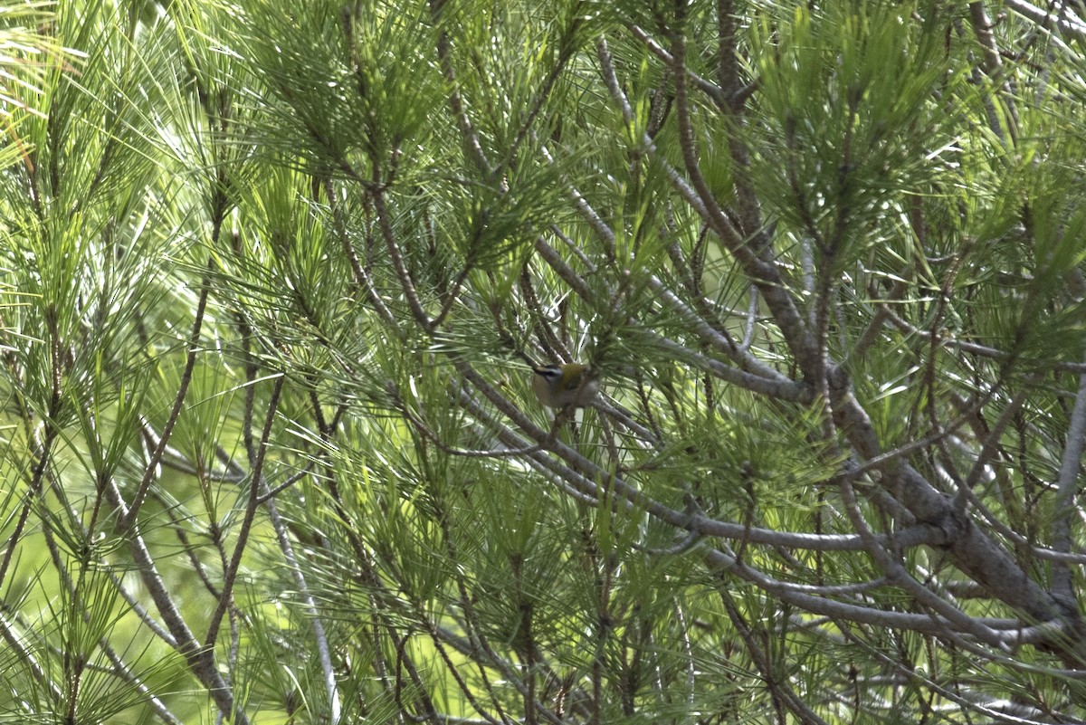 מלכילון לבן-גבות - ML184521311