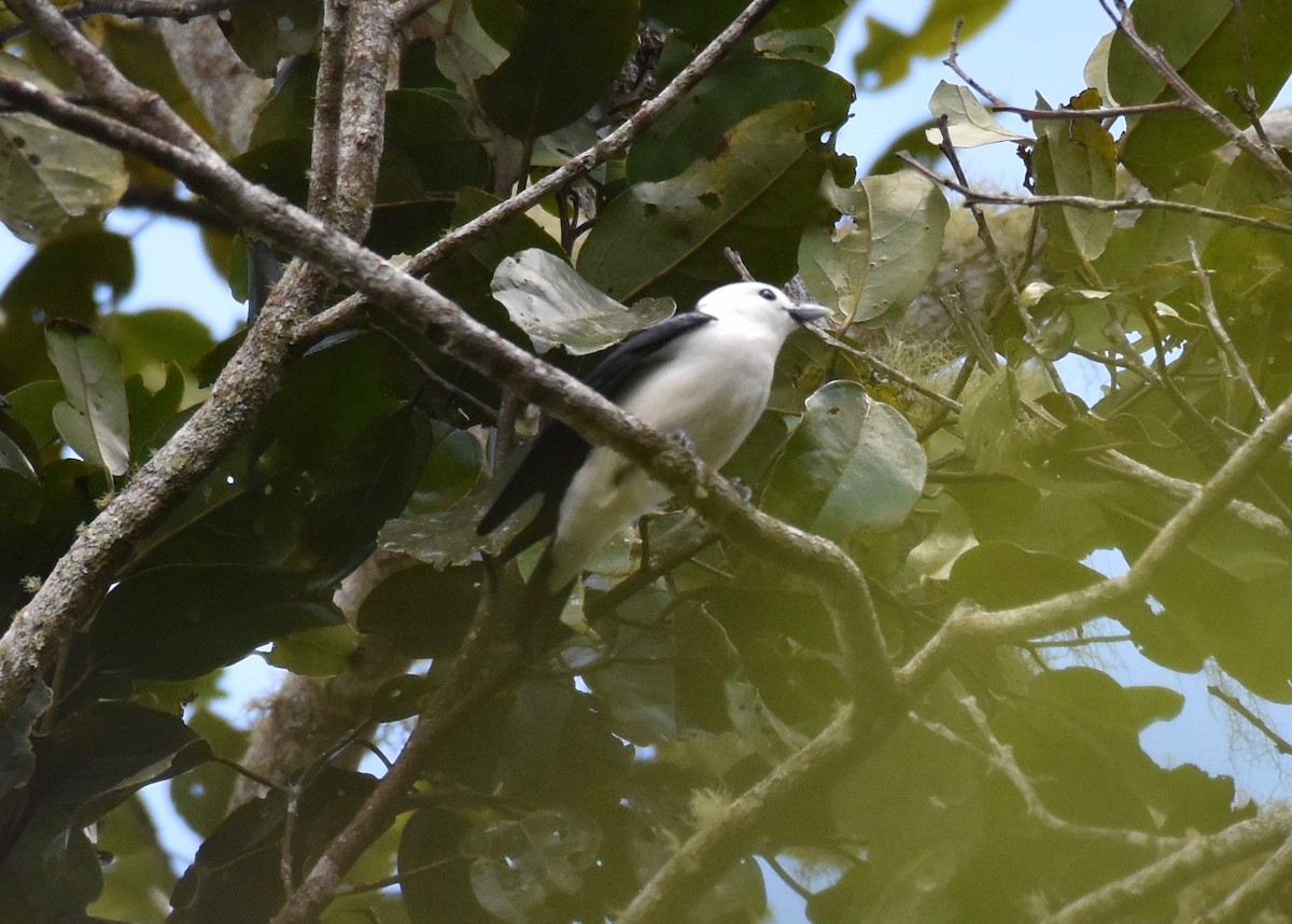 White-headed Vanga - Suzette Stitely