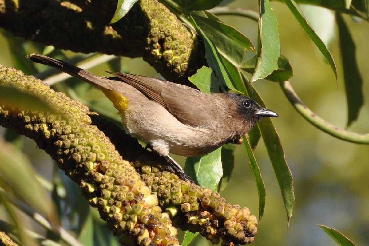 Bulbul des jardins - ML184521411