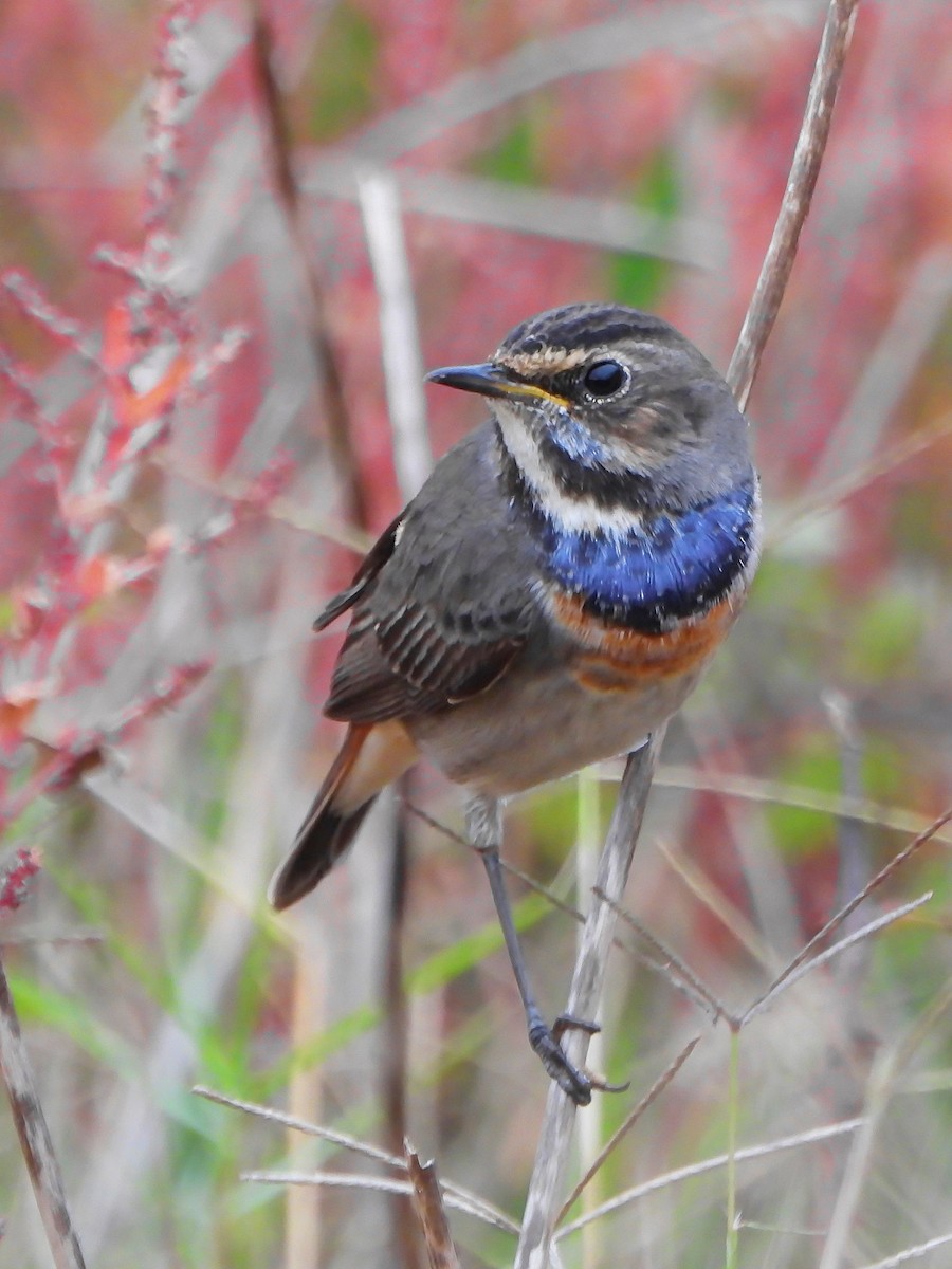 Bluethroat - Rui Jorge