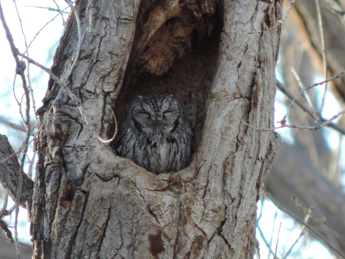 Western Screech-Owl - ML184524431