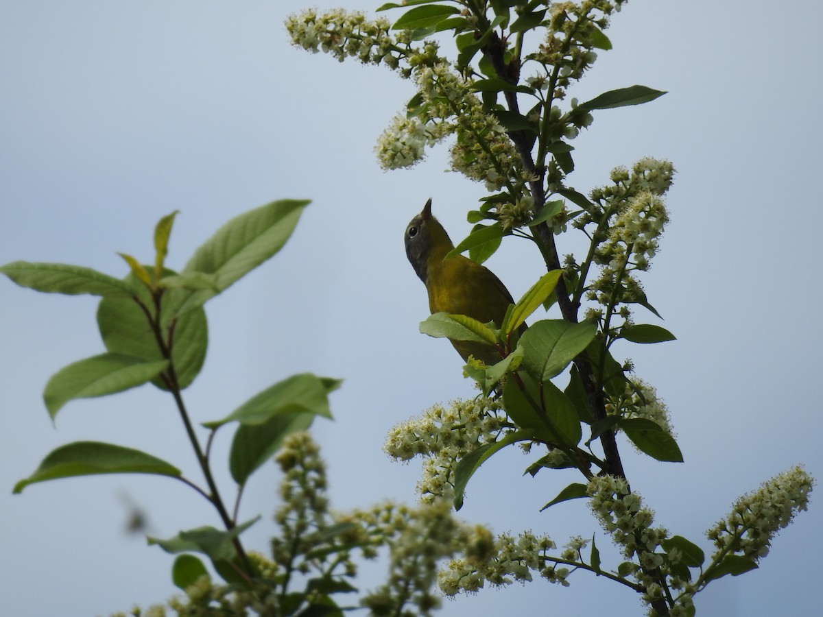 Nashville Warbler - ML184524471