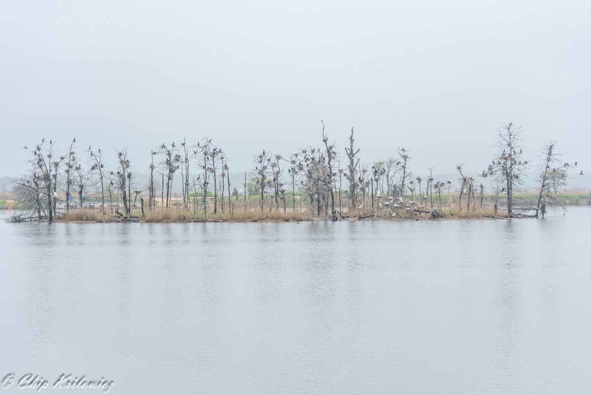 Great Egret - ML184527691