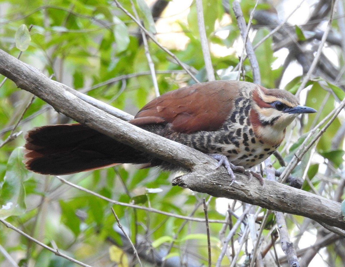 White-breasted Mesite - Andy Frank