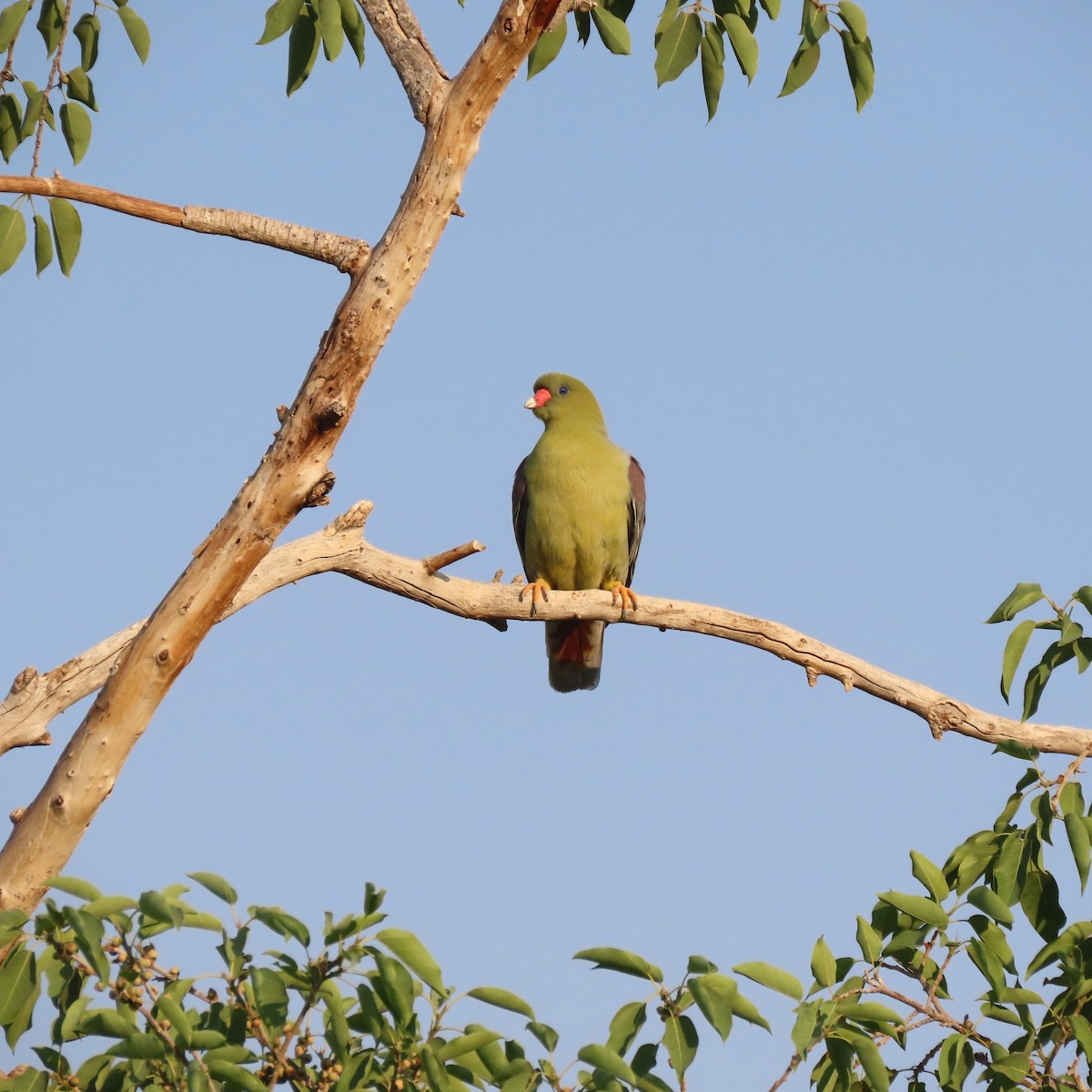 African Green-Pigeon - Randy Morgan