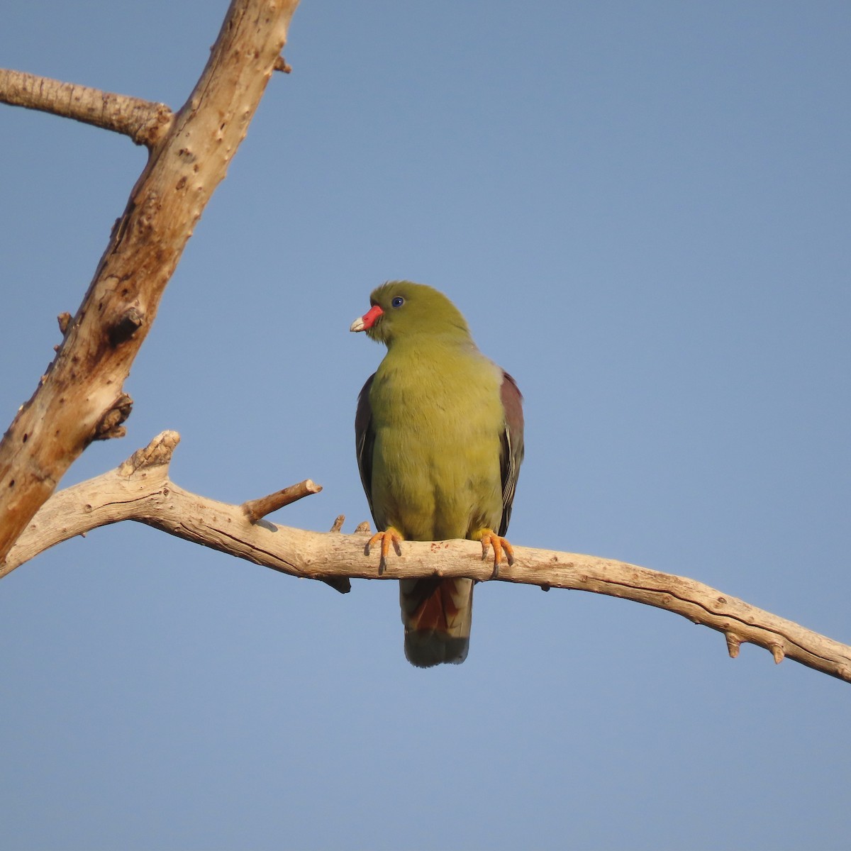 Африканский зелёный голубь - ML184529501