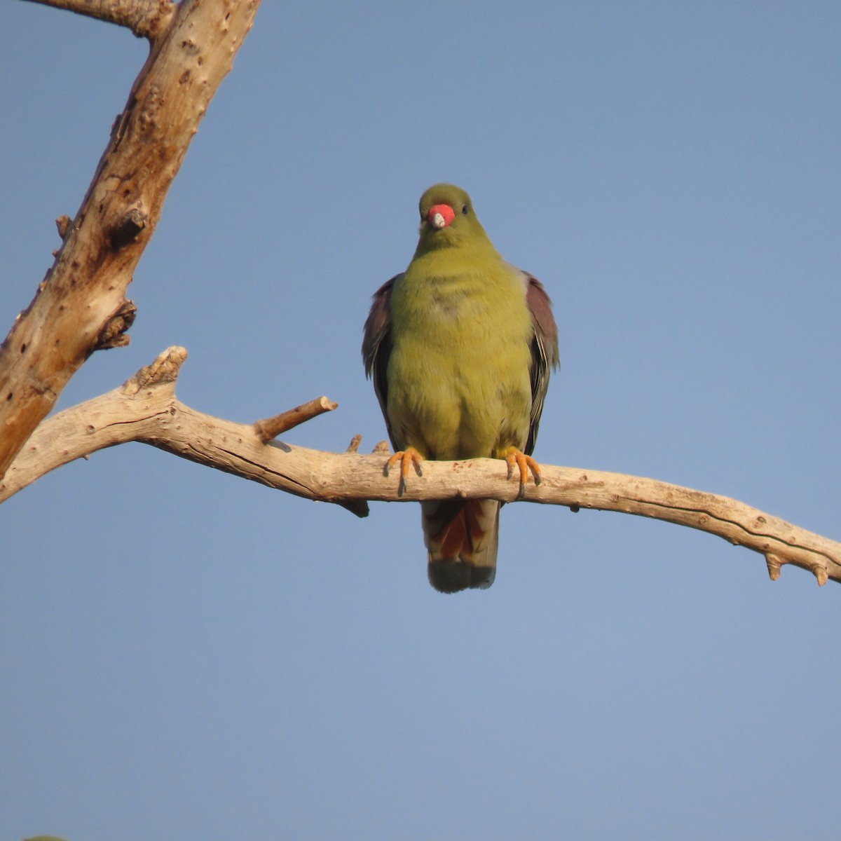 Африканский зелёный голубь - ML184529541