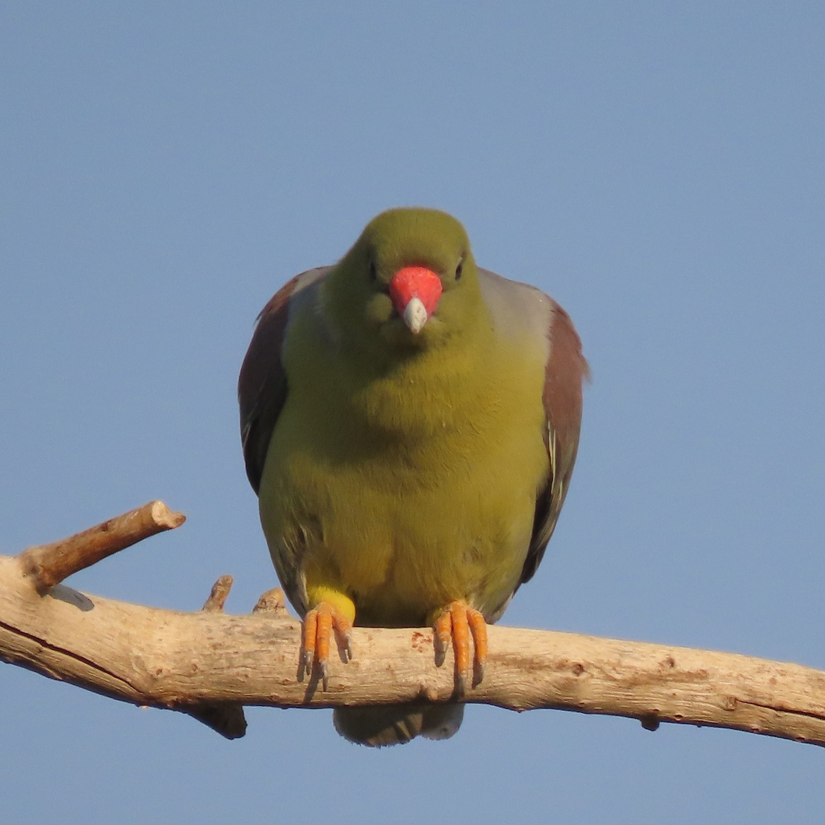 Африканский зелёный голубь - ML184530271