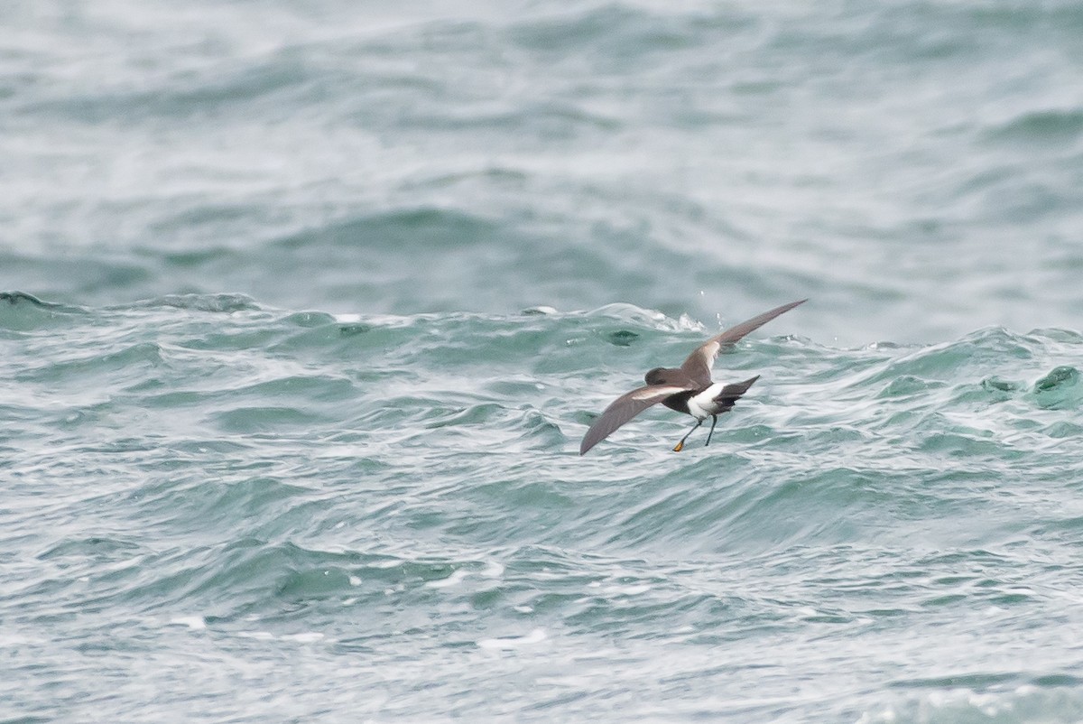 Wilson's Storm-Petrel - ML184530281