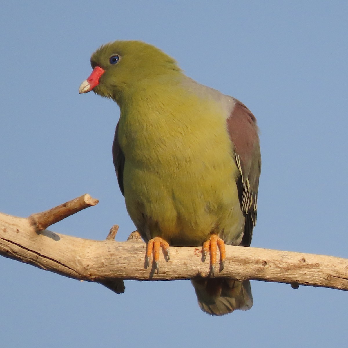 African Green-Pigeon - Randy Morgan